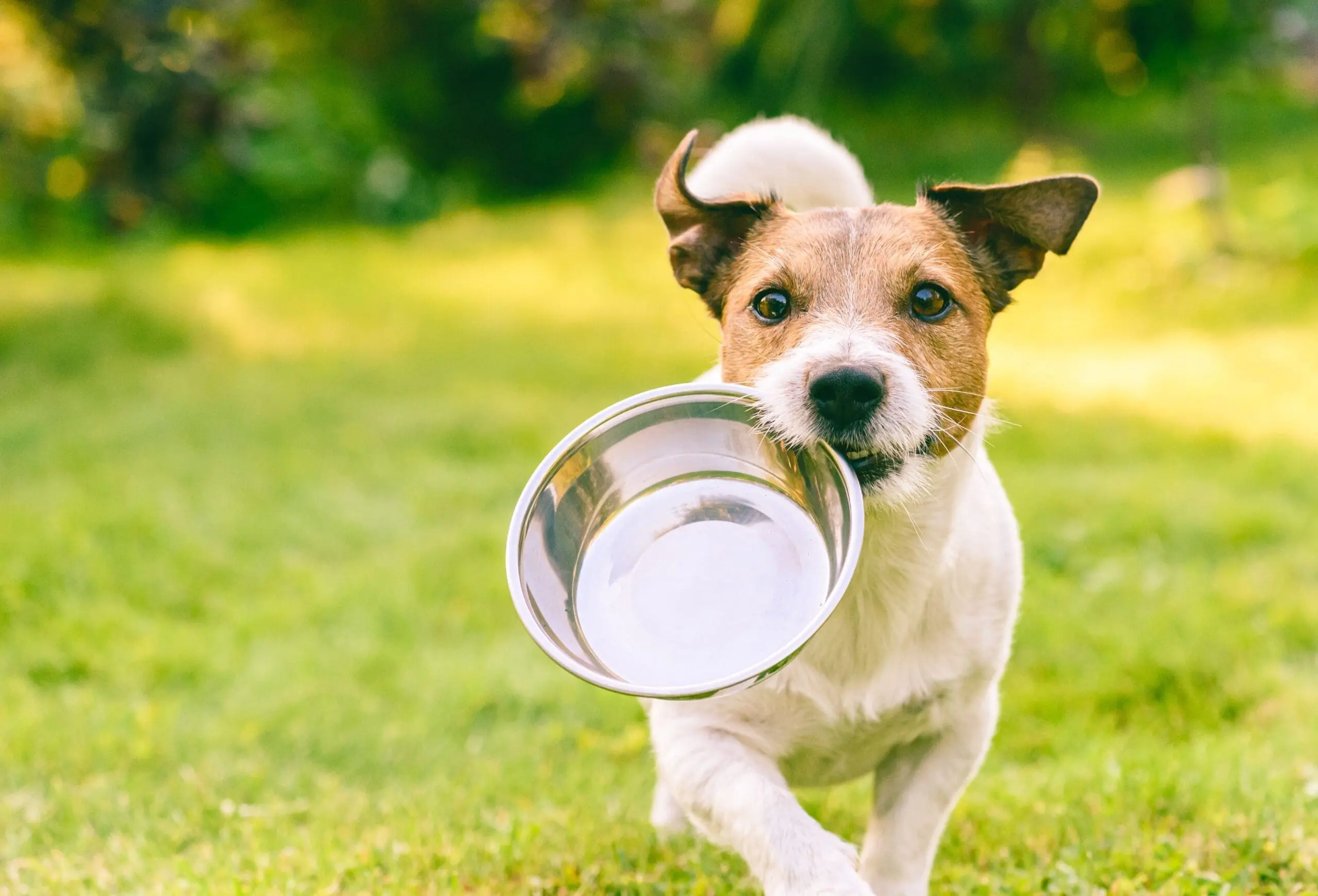 PetFoodExperts-case-study-voice-picking_4