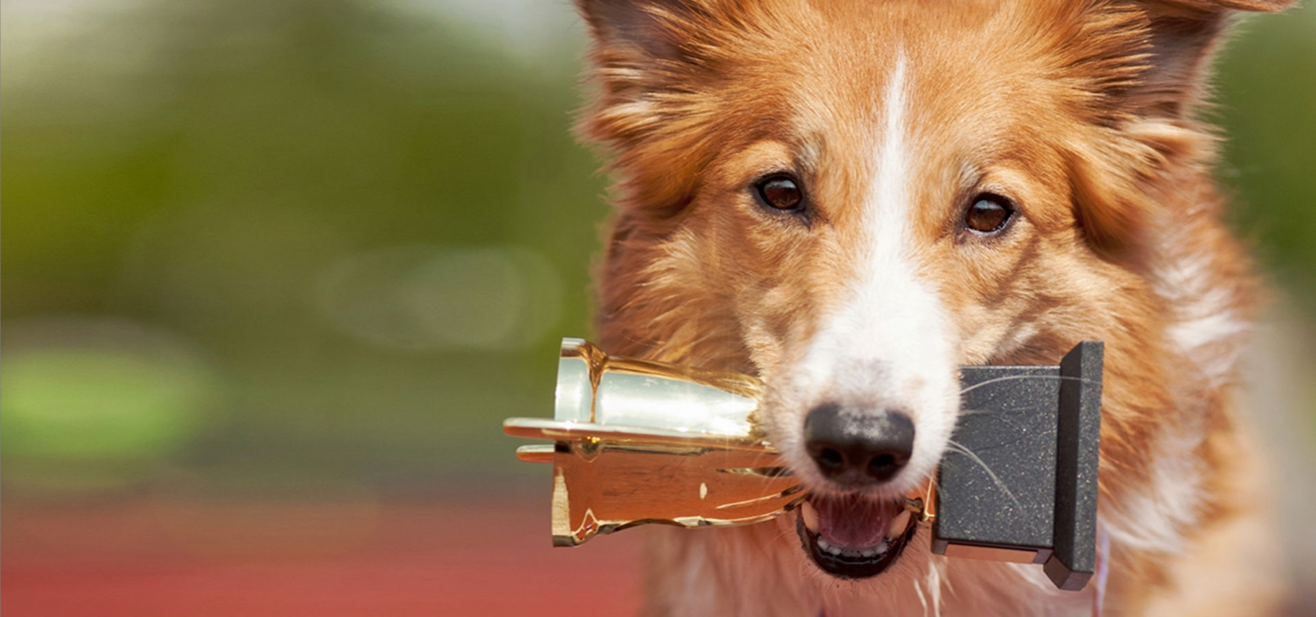 EPG_pet-food-experts_header