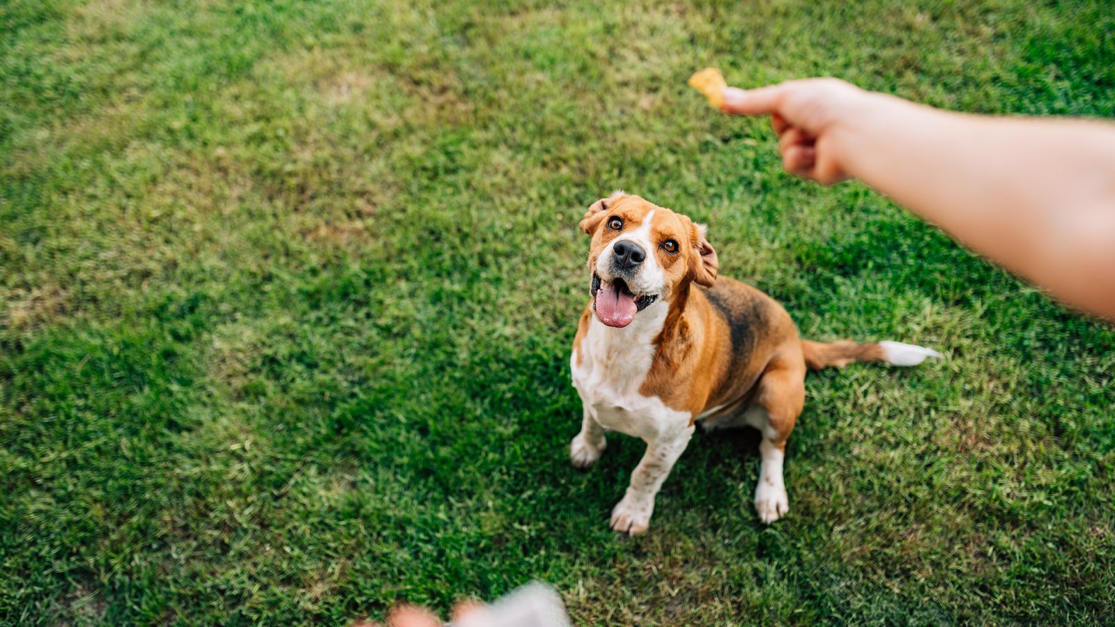 Feeding happy dog with treats.